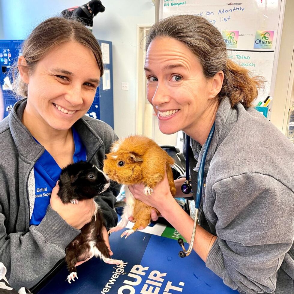 Ohana Pet Hospital (Ventura And Santa Paula) Gallery Vet Clinic In