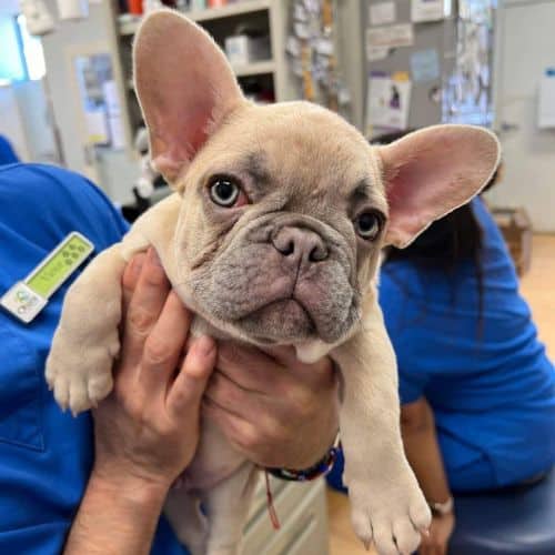 A veterinarian holds a French bulldog puppy