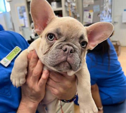 A veterinarian holds a French bulldog puppy