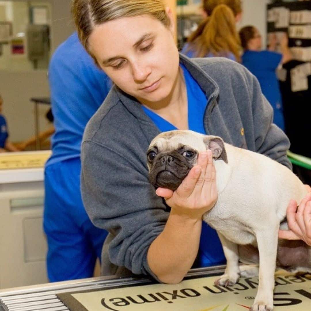 A puppy standing on a table and examined by a vet