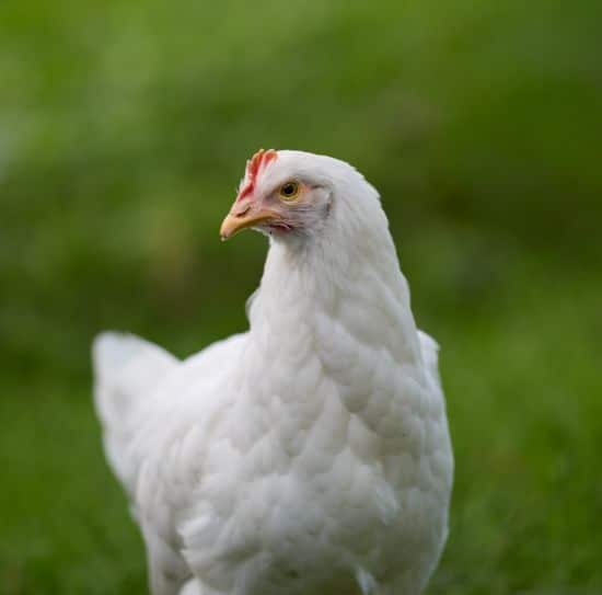 A white chicken standing on green grass